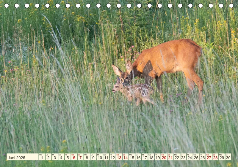 Wildtiere