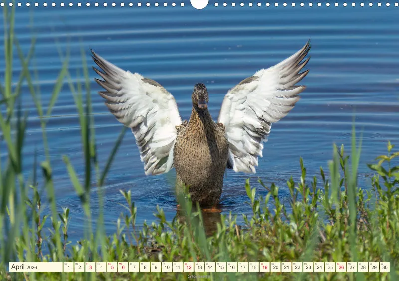 Vögel am Wasser