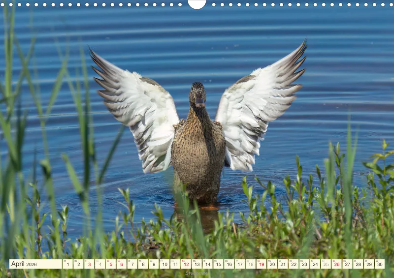 Vögel am Wasser