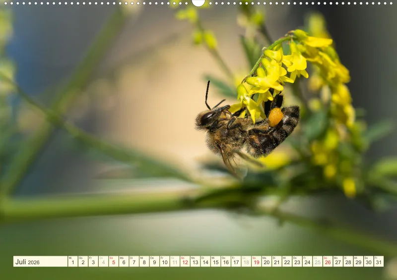 Bienen/Hummeln