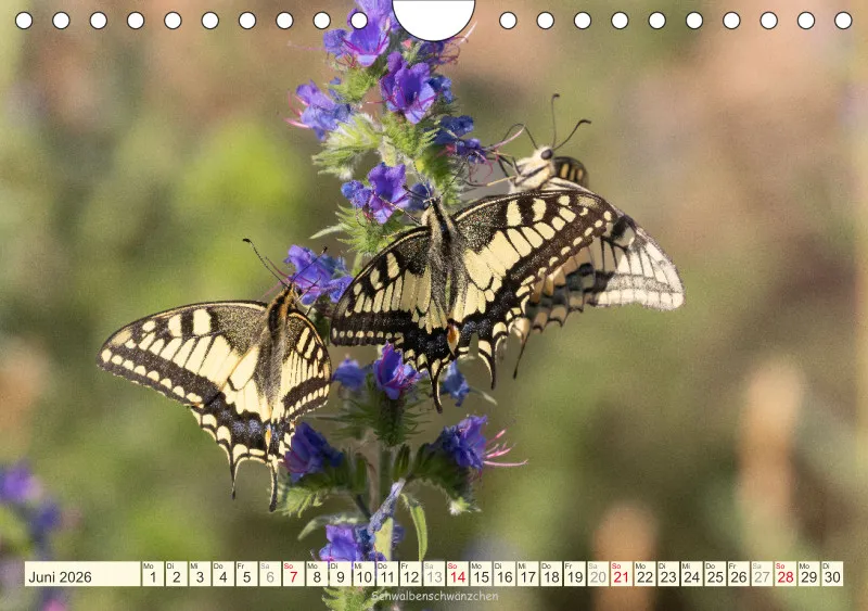Schmetterlinge