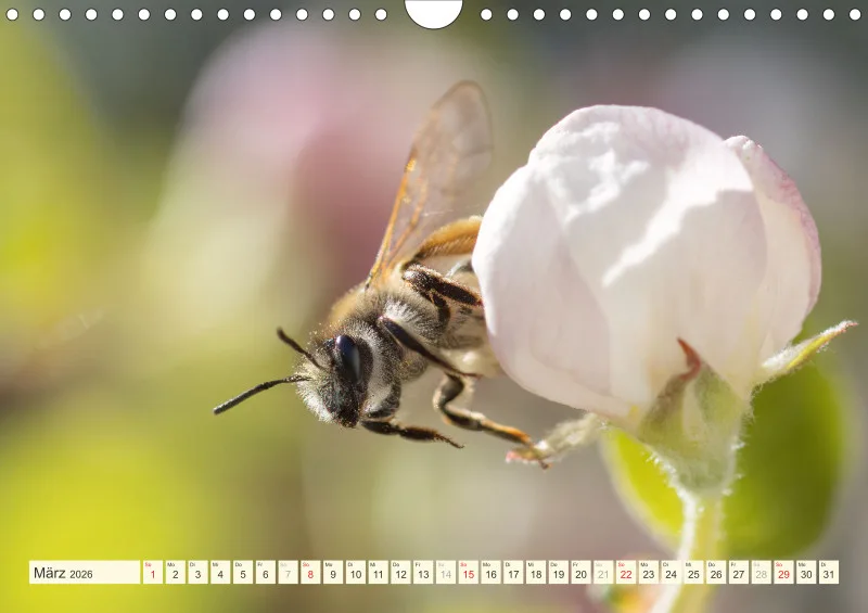 Bienen/Hummeln