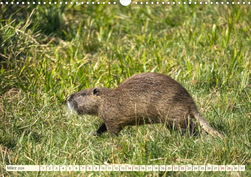 Wildtiere