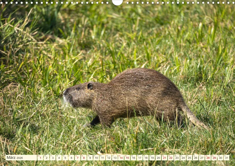 Wildtiere