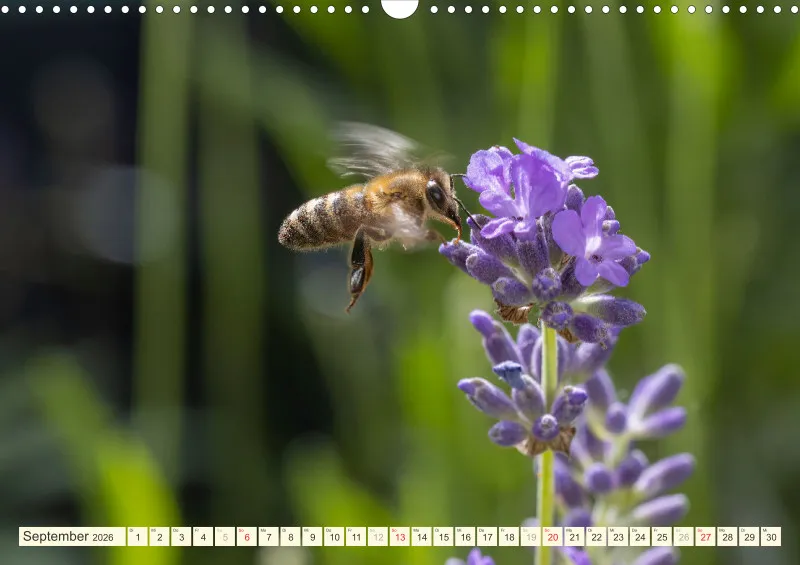 Bienen/Hummeln