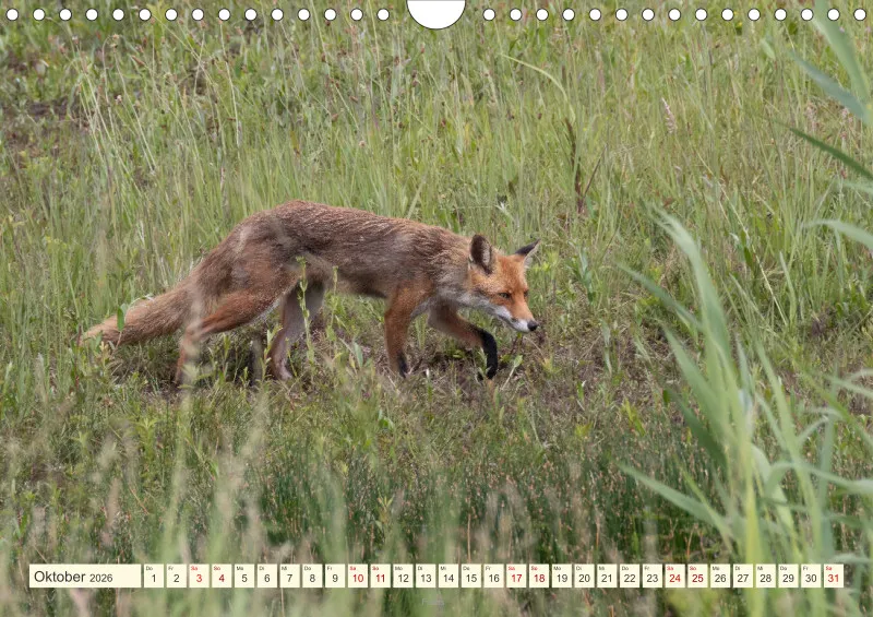 Wildtiere