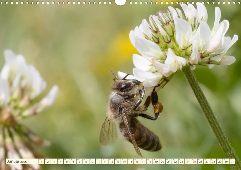 Bienen/Hummeln