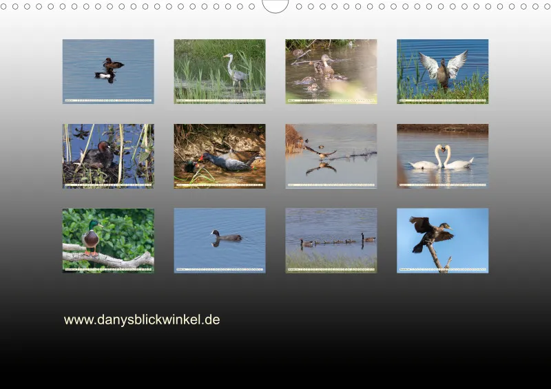 Vögel am Wasser