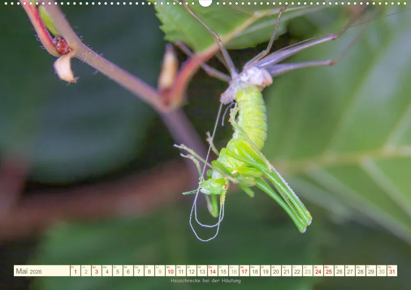 Insekten