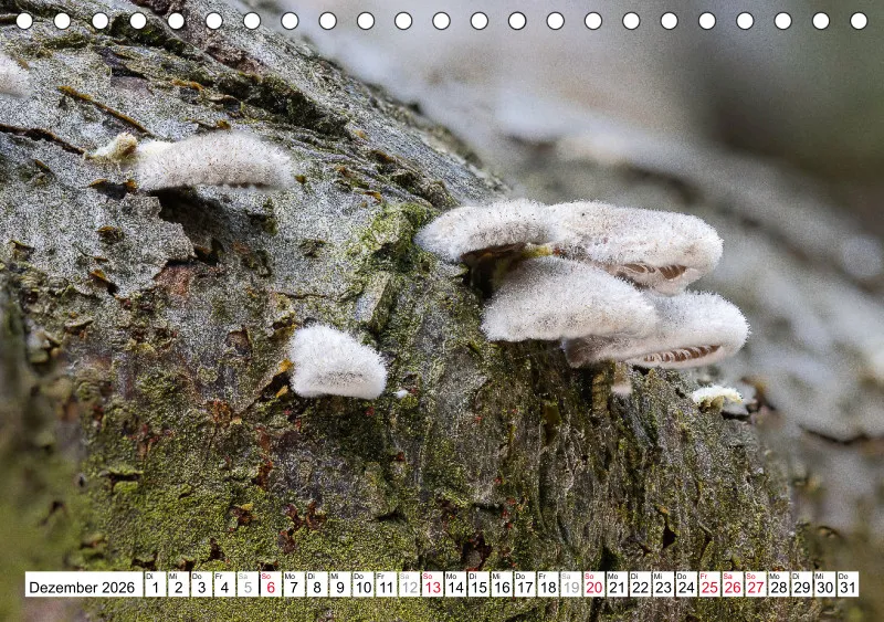 Pilze