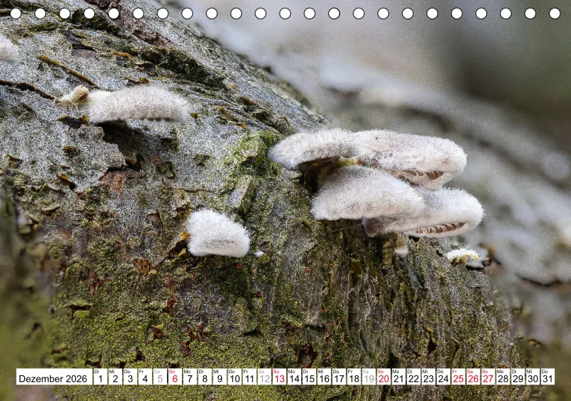 Pilze