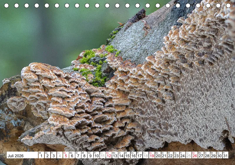 Pilze