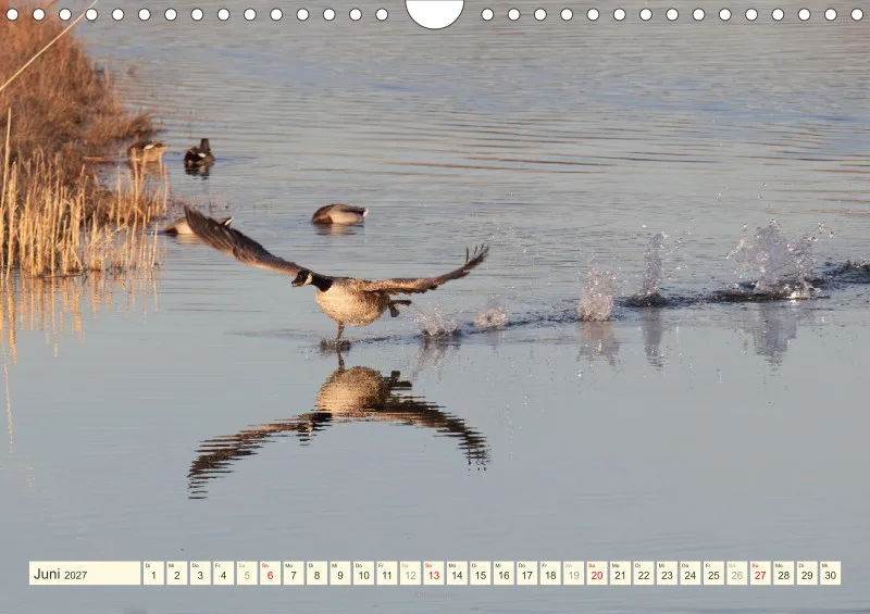 Vögel am Wasser