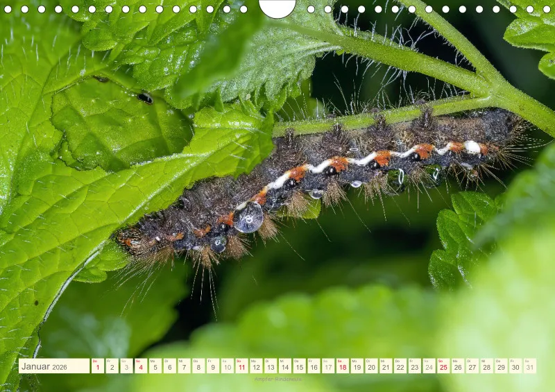 Insekten