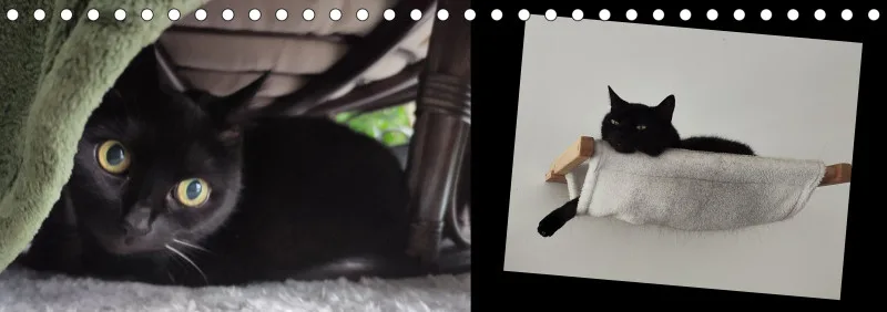 Vögel I Familienplaner