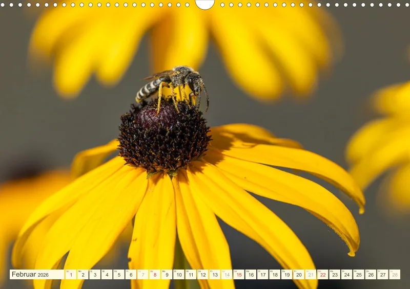 Bienen/Hummeln