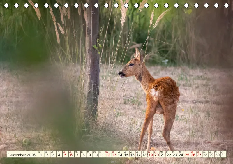 Wildtiere