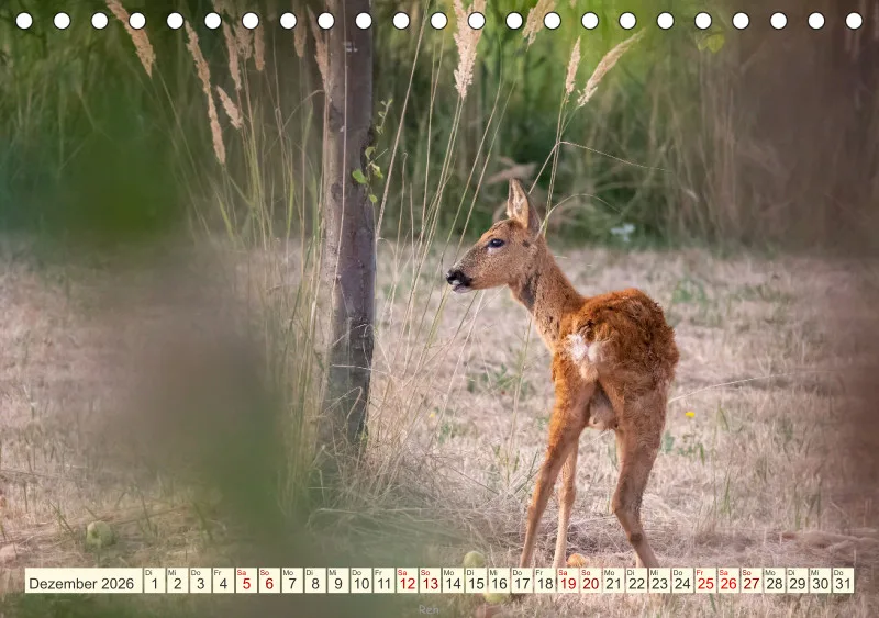 Wildtiere