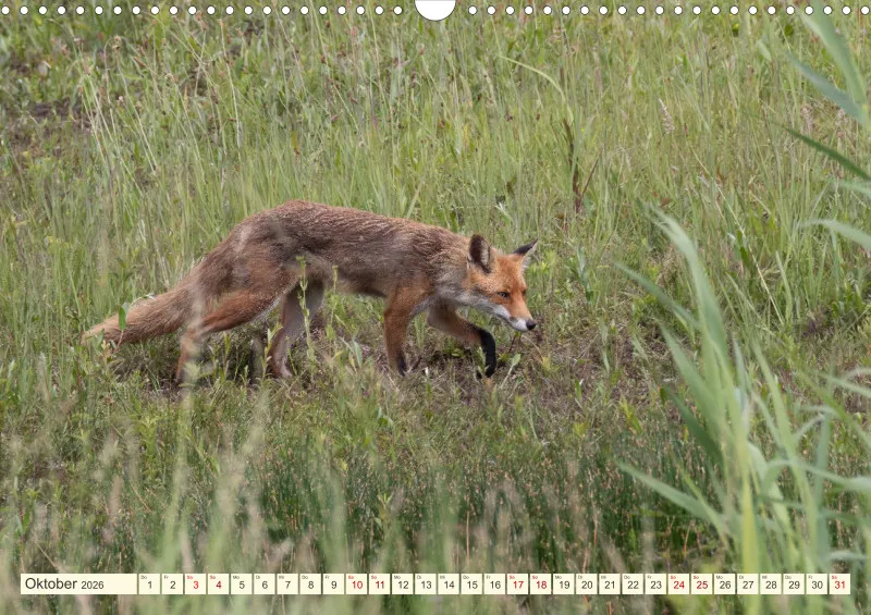 Wildtiere