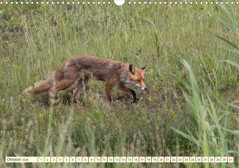Wildtiere