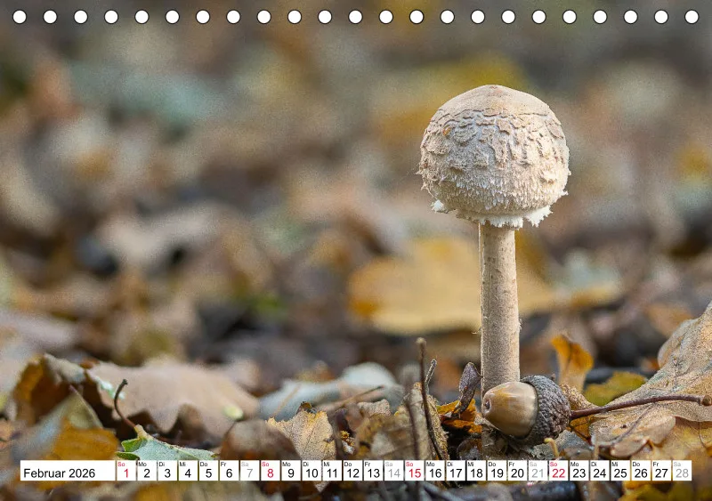 Pilze