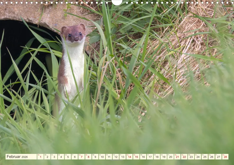 Wildtiere