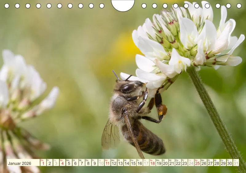Bienen/Hummeln