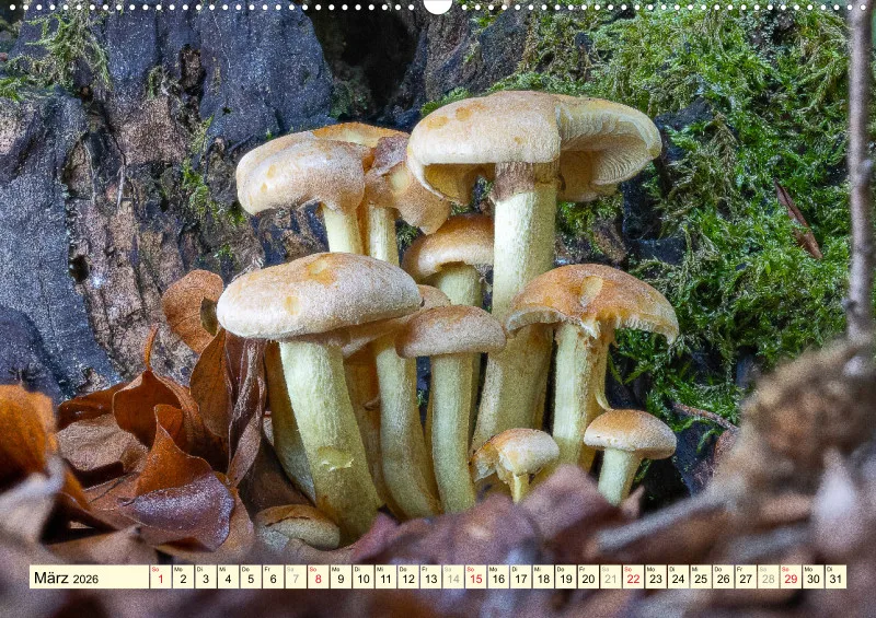 Pilze
