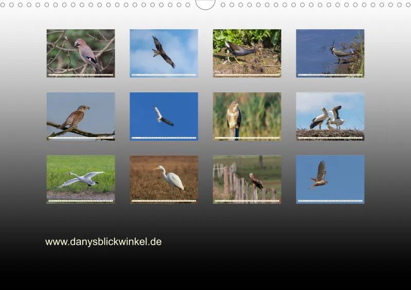 Vögel II