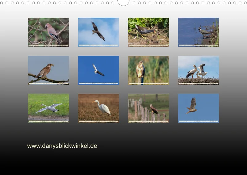Vögel II