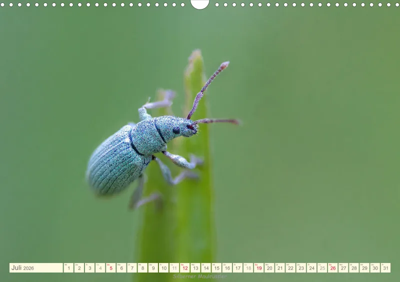 Käfer