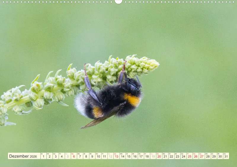 Bienen/Hummeln
