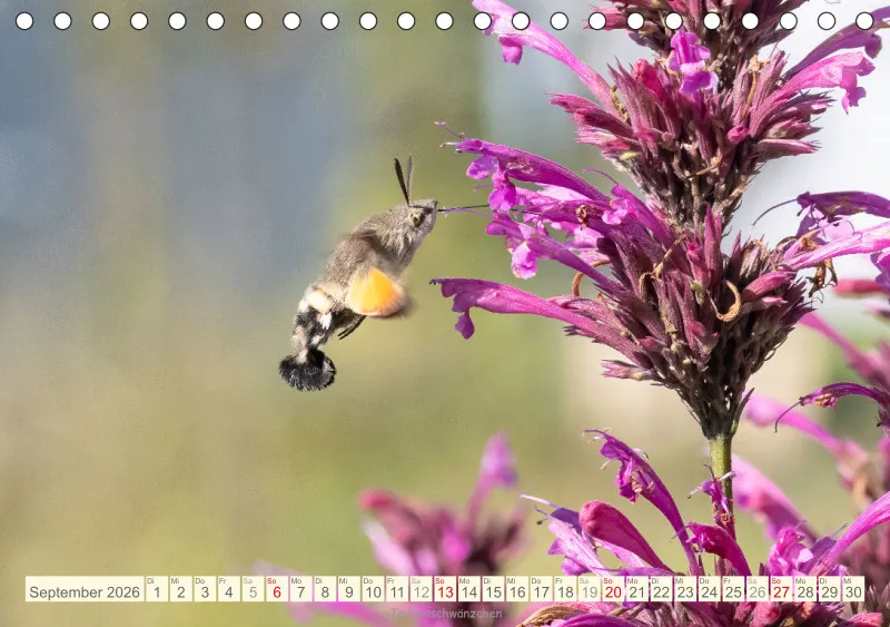 Insekten