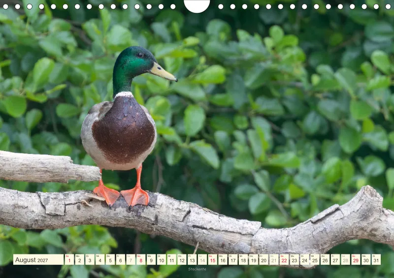 Vögel am Wasser