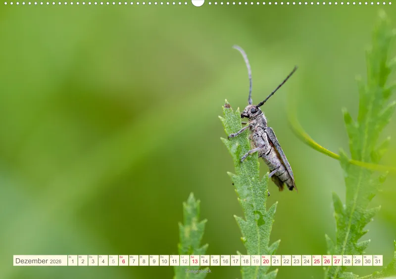 Insekten