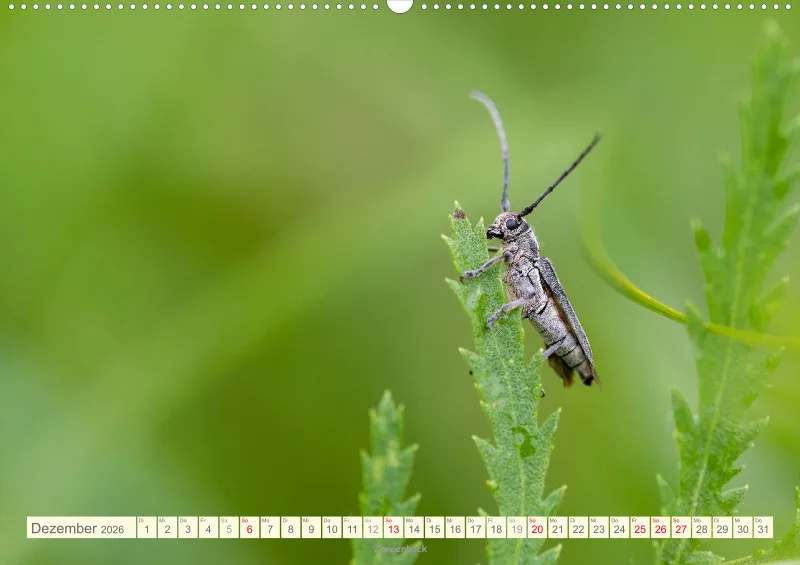 Insekten