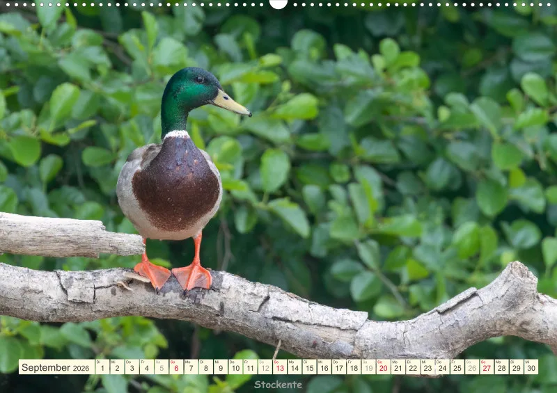 Vögel am Wasser