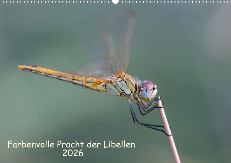 Libellen