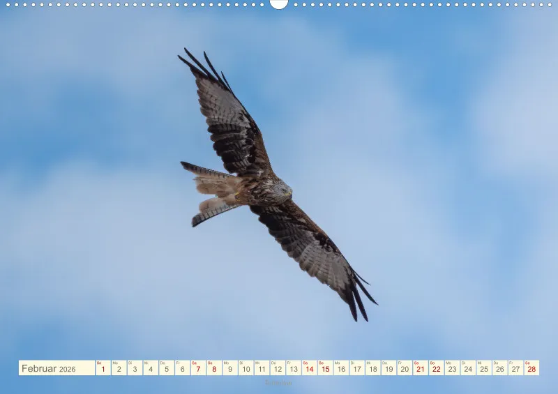 Vögel II