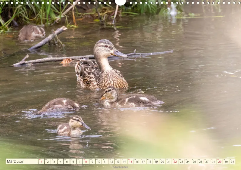 Vögel am Wasser