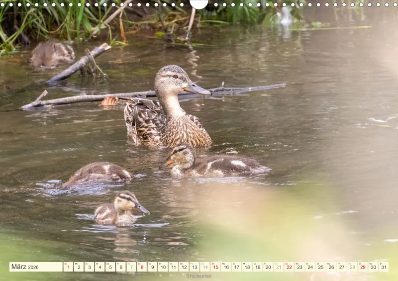 Vögel am Wasser
