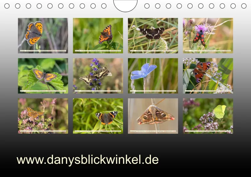 Schmetterlinge
