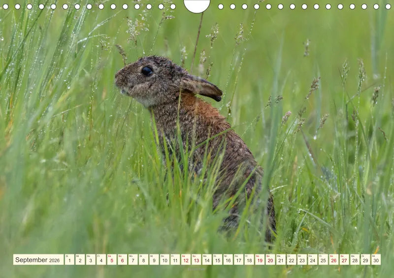 Wildtiere