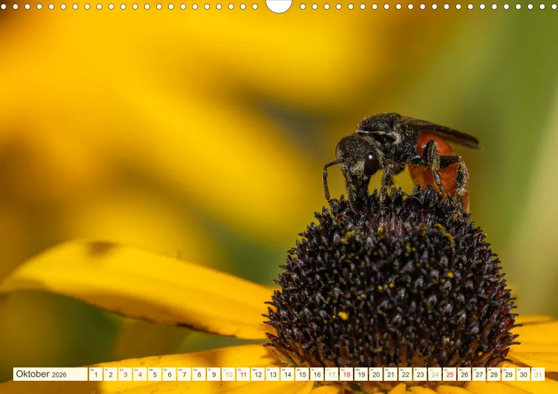 Bienen/Hummeln