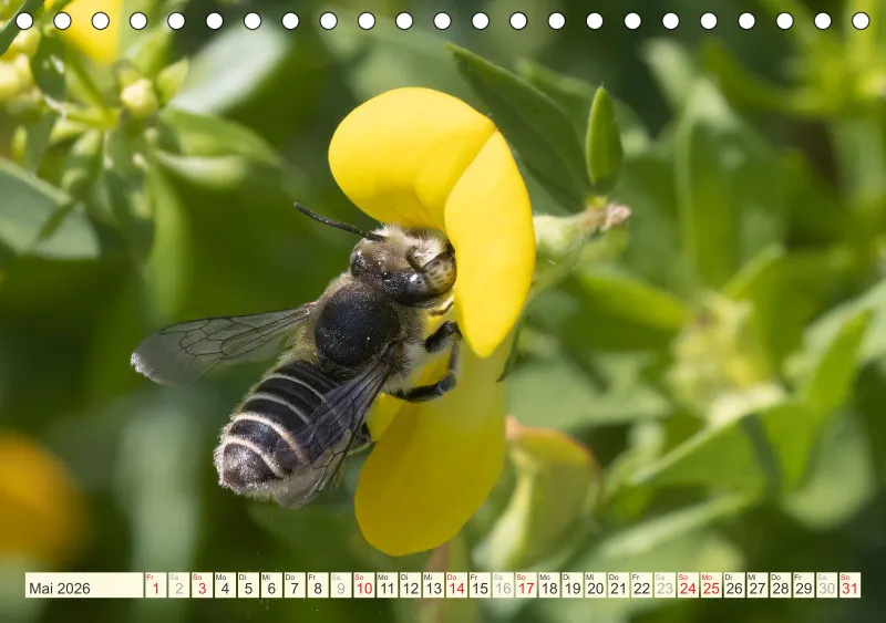 Bienen/Hummeln