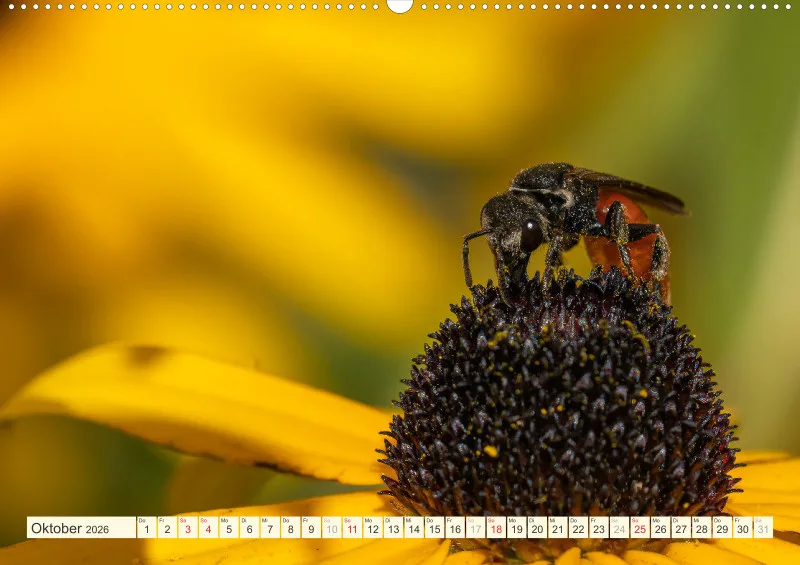 Bienen/Hummeln