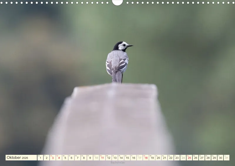Vögel I
