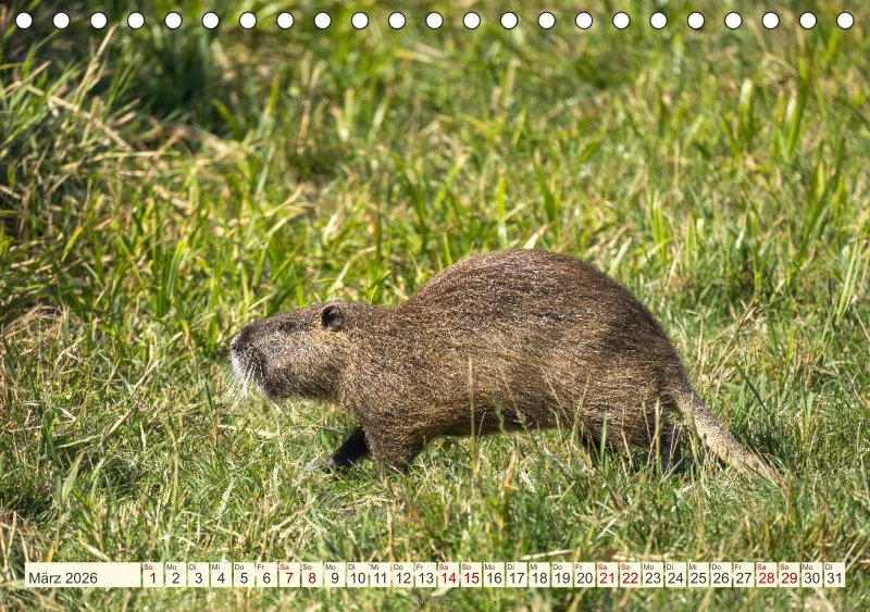 Wildtiere