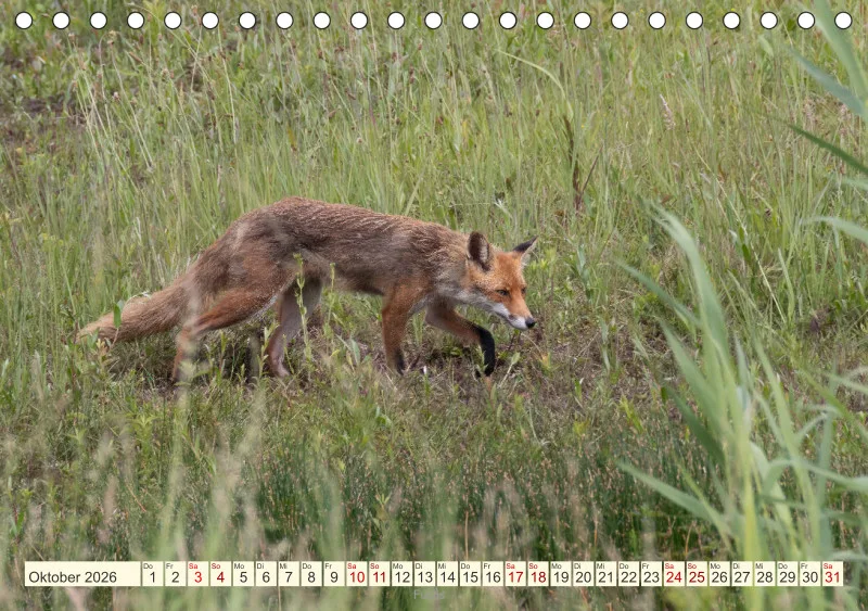Wildtiere