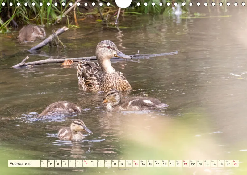 Vögel am Wasser